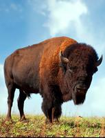 Sons de buffle et de bison Affiche
