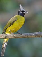 Bulbul bird sounds plakat