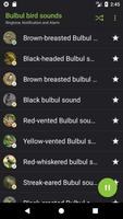 Bulbul bird sounds imagem de tela 2