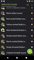 Bulbul bird sounds screenshot 3