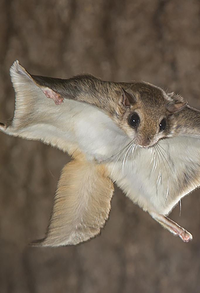 Flying Squirrel Gliding