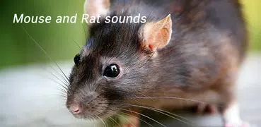 Appp.io - Mouse and Rat sounds