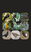 Appp.io - sons d'oiseaux Pérou Affiche