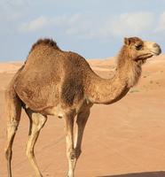 Appp.io - sons Camel Affiche