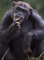 Chimpanzee sounds Poster