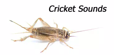 Appp.io - Crickets Sounds