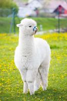 Appp.io - Alpaca Dźwięki plakat