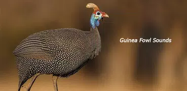 Guinea Fowl Sounds & Calls