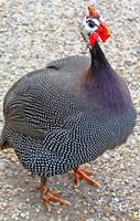 Guinea Fowl Sounds Affiche