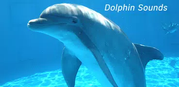 sonidos de delfines - Appp.io