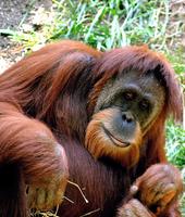 Orangutan sounds الملصق