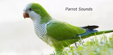 Parrot sounds!