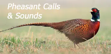 Appp.io - Pheasant Sounds