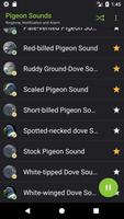Appp.io - Pigeon Sounds capture d'écran 2