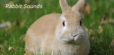 Appp.io - Rabbit Sounds