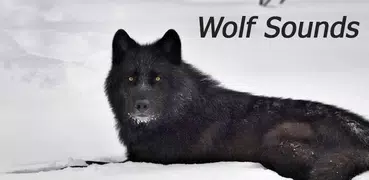 Appp.io - Wolf Sounds
