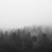 A Silent Forest FREE APK