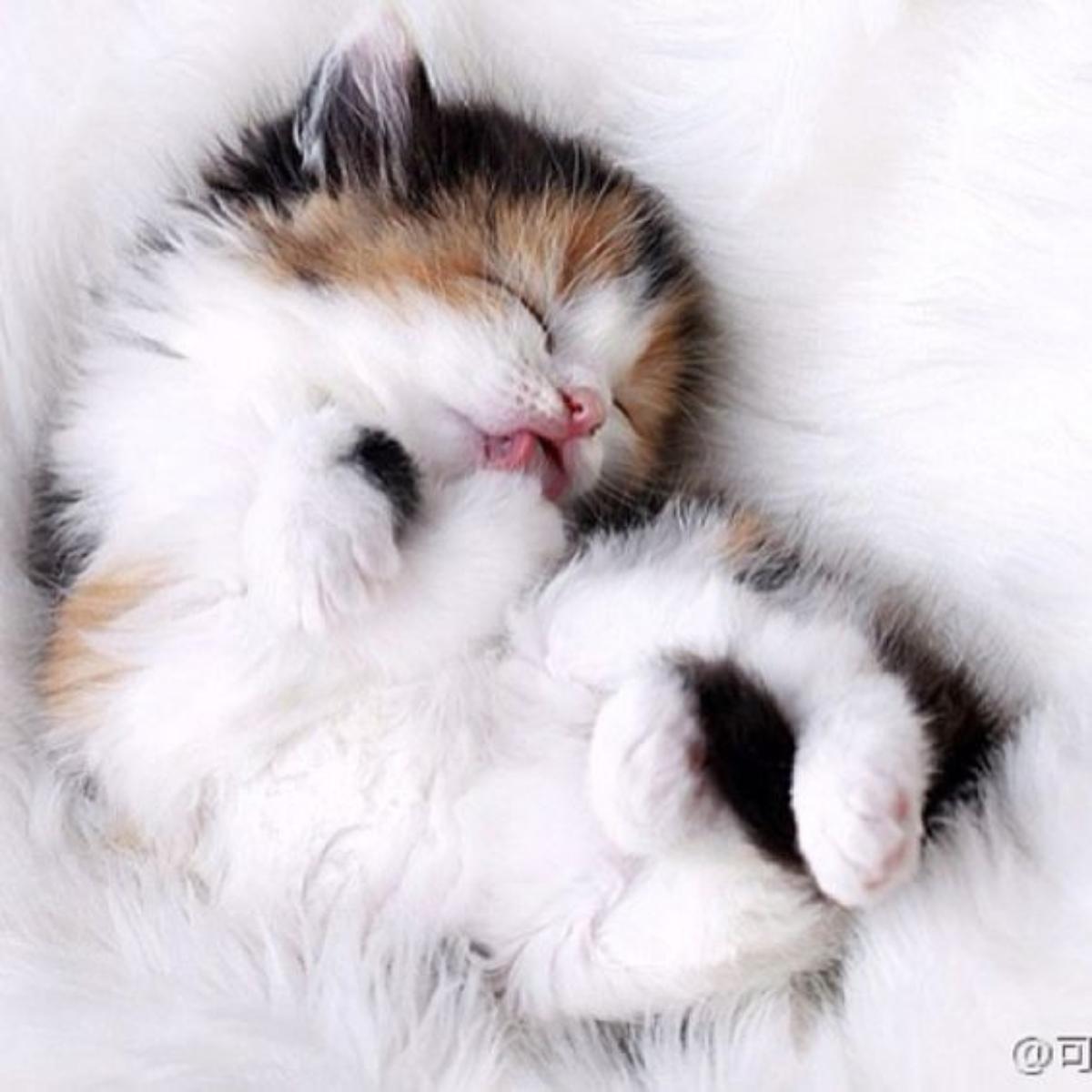 Пушистые котята спят. Красивые котята. Котята милые и пушистые. Спящие котятки. Милый котеночек.