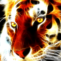 Tiger live wallpaper hd free - animal background