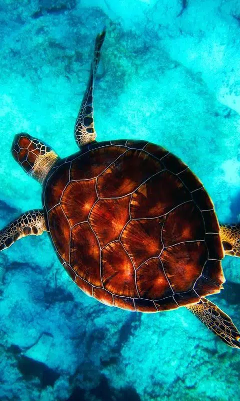 Android 用の Aquarium Live Wallpaper Free Hd Moving Animal Apk をダウンロード Android 用の Aquarium Live Wallpaper Free Hd Moving Animal Apk をダウンロード