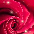 آیکون‌ Rose live wallpaper