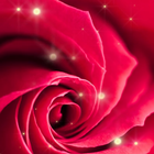 Rose live wallpaper icon