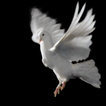 White pigeon live wallpaper