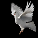 APK White pigeon live wallpaper