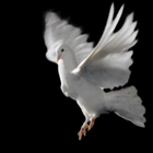 White pigeon live wallpaper icône