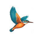 APK Kingfisher