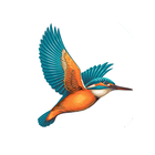 Kingfisher ikona