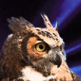 Bubo Bubo أيقونة