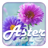 Aster Flower