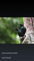 Field Guide Baluran Birds imagem de tela 3