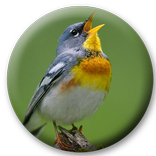 MP3 Bird 2017