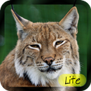 Learn Animal for Kids LITE-APK