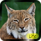 Learn Animal for Kids LITE icon