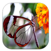Tema Transparan APK
