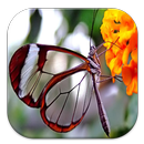 APK Tema Transparan