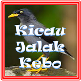 Kicau Suara Jalak Kebo icon