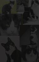 Jumper Cat - Kucing Loncat 스크린샷 2