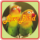Burung Love Bird ícone