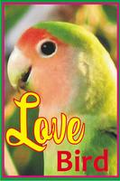 Burung Love Bird Cartaz