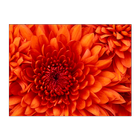 Flower Description icon