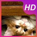 New Kitten Wallpaper APK