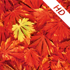 Fall Seasons HD Wallpapers biểu tượng