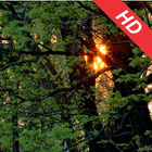 آیکون‌ Forests HD Wallpapers