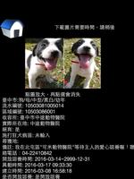 認養寵物(台灣動物-狗、貓、鳥等) poster