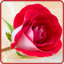 Rose Wallpaper APK