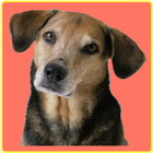 Animal Sounds Soundboard icon